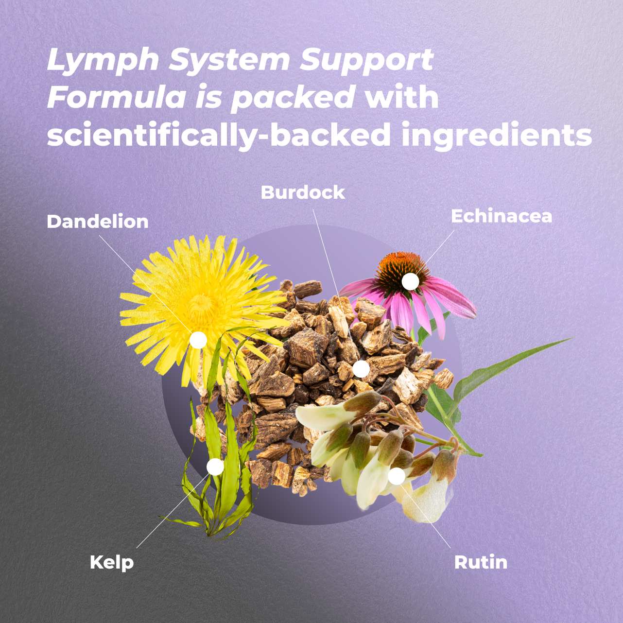 Lymph System Support